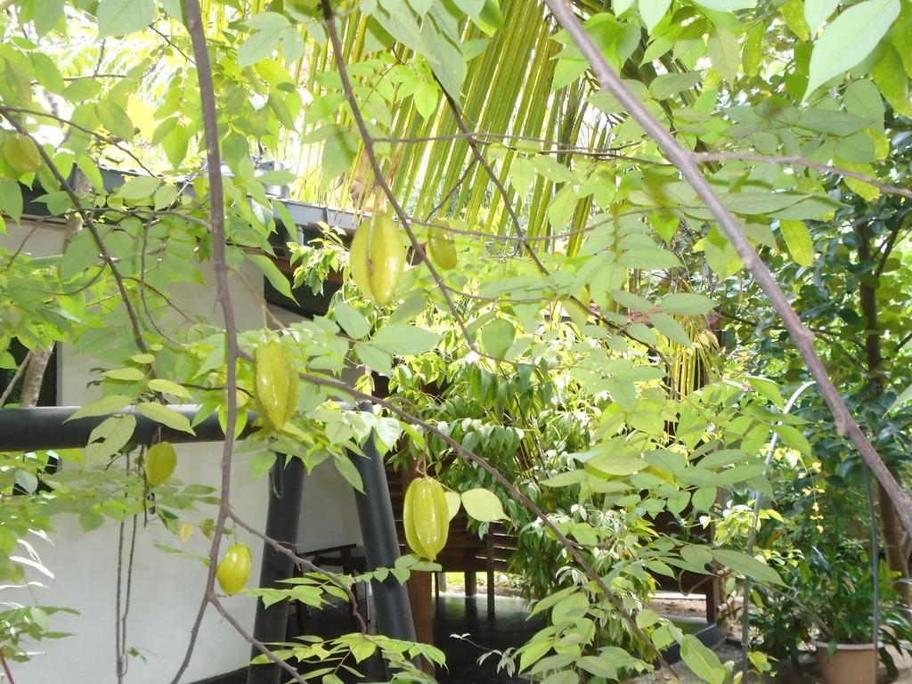 Livinginn Polonnaruwa Buitenkant foto